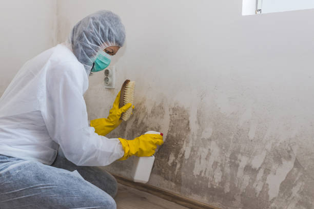 Best Office Mold Removal Services  in Tekamah, NE