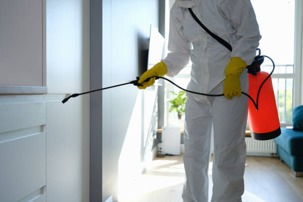 Best Same-Day Mold Removal  in Tekamah, NE