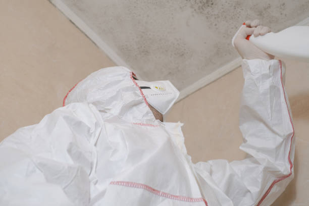 Best Mold Damage Repair  in Tekamah, NE