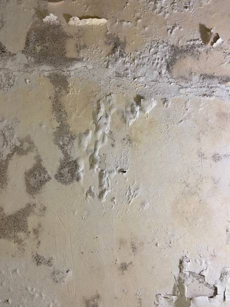 Attic Mold Removal in Tekamah, NE