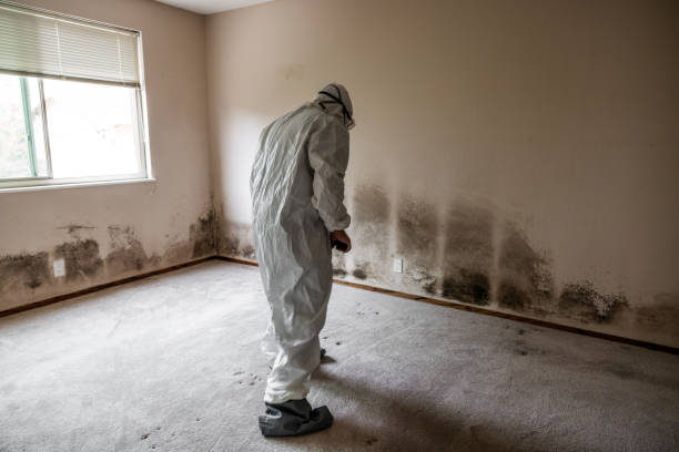 Best Black Mold Removal  in Tekamah, NE