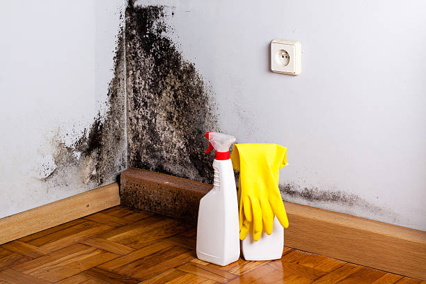 Best Professional Mold Removal  in Tekamah, NE